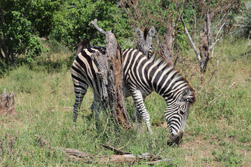 Steppenzebra / Burchell's zebra / Equus quagga burchellii