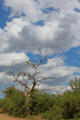 Afrikanischer Busch - Krügerpark - Südafrika / African Bush - Kruger Park - South Africa /