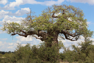 Affenbrotbaum / Baobab / Adansonia digitata