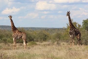 Giraffe / Giraffe / Giraffa camelopardalis