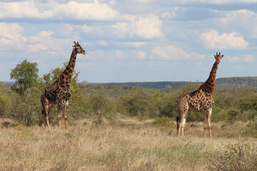Giraffe / Giraffe / Giraffa camelopardalis