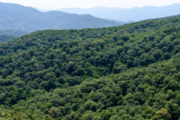 Fototapeta premium Scenic view of dense forests in Jijel, Algeria