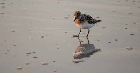 Bird at the beach.