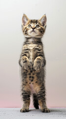 Obraz premium A cute little cat, standing upright on only two hind legs