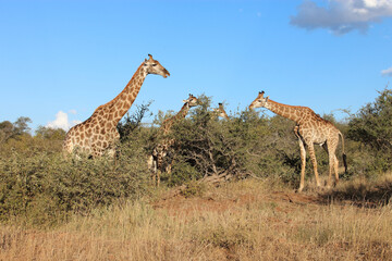 Giraffe / Giraffe / Giraffa camelopardalis
