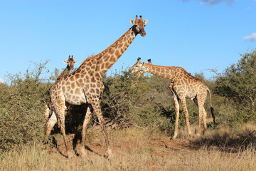 Giraffe / Giraffe / Giraffa camelopardalis