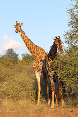 Giraffe / Giraffe / Giraffa camelopardalis