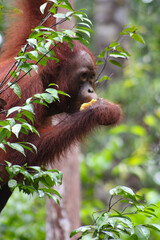 orangutan comiendo tranquilamente observando alrrededor