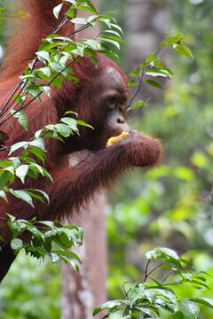 orangutan comiendo tranquilamente observando alrrededor