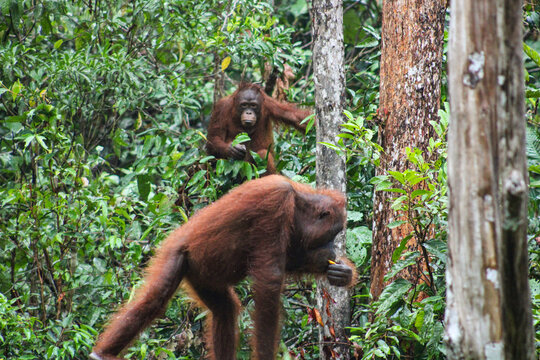 dos orangutanes uno comiendo y el otro esperando al acecho