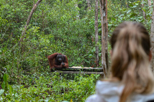 orangutan observando enfadado a una chica
