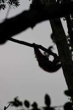 silueta de orangutan trepando arbol