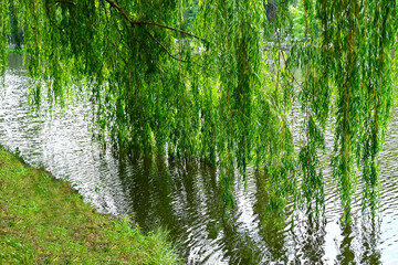 Weeping willow over lake
