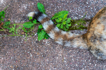 The Colorful Tale. A Cat with a Striped Tail on Concrete.