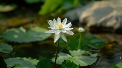 White flower of Echinodosus cordifolius. (water plant)