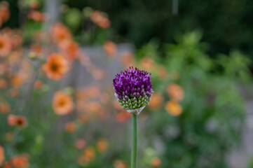 Partially opened milk thistle with blurred  orange flowers in the background