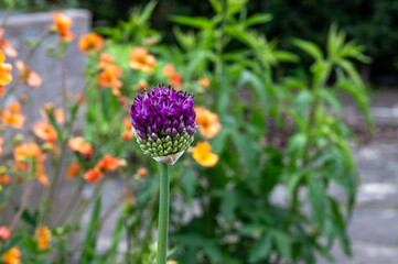 Partially opened milk thistle with slightly blurred  orange flowers in the background