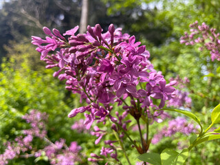 Wilder Flieder mit pink violett farbenen Blüten im Mai