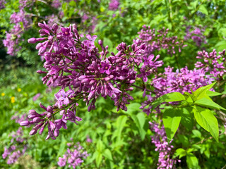 Wilder Flieder mit pink violett farbenen Blüten im Mai