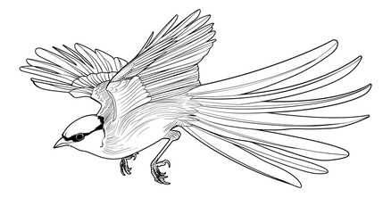 Fototapeta premium outline, illustration, drawing, vector, isolated, line, art, graphic, design, doodle, white, black, icon, vignetting, background, children, silhouette, concept, symbol, cartoon, animal, hand, linear, 