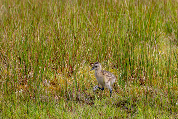 A juvenile or chick of Wulp bird in its natural habitat walking mashland on polder, The Eurasian curlew or common curlew is a very large wader in the family Scolopacidae, Spawning and breeding season. © Sarawut