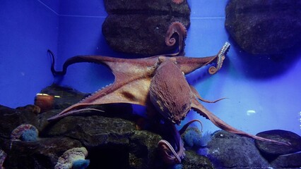 Large octopus in an aquarium. A giant octopus spreads its tentacles in an aquarium.