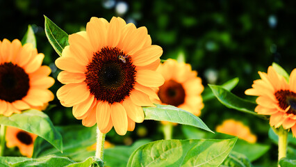 sunflower and bee
