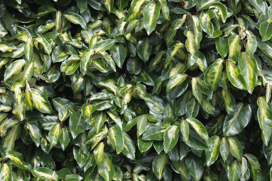 Selective focus green yellow leaves of Elaeagnus ebbingei in garden, Thorny olive, Spiny oleaster and Silverthorn is a species of flowering plant in the family Elaeagnaceae, Nature greenery background