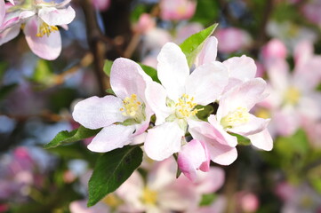 Chinese flowering crab-apple blooming