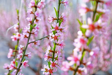 Greenhouse shelter in the peach blossom in full bloom