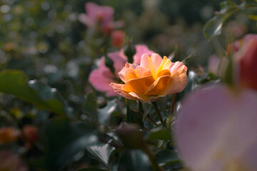 Fototapeta premium Coral Rose