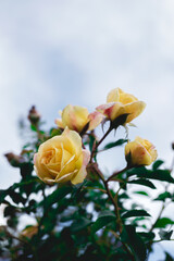 Yellow rose