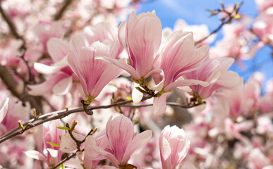 Obraz premium Blooming magnolia in spring