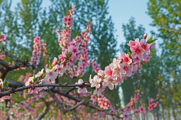 Beautiful peach blossom