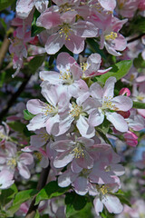 Chinese flowering crab-apple blooming