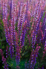 Lavender flowers