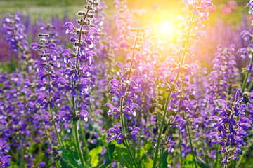 Obraz premium Lavender flowers