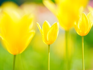 北海道のチューリップ畑 黄色いチューリップ