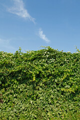 Green wall background of Boston ivy, [Parthenocissus tricuspidata]