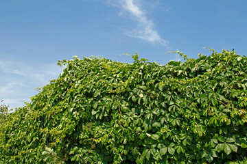 Green wall background of Boston ivy, [Parthenocissus tricuspidata]