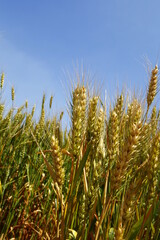 Fototapeta premium The green wheat field