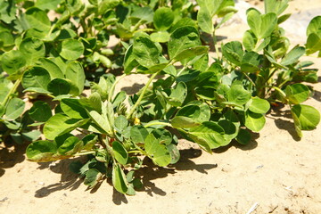 Peanut fields
