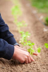 Hands of a boy planting a parsley sprout.