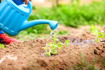 A person is watering a plant with a blue watering can
