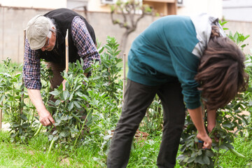 Older man accompanied by his grandson is harvesting the bean crop.