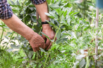 Fototapeta premium Older man's hands picking broad beans from the plant.