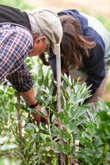 Grandfather teaches his grandson how to harvest beans from the garden.