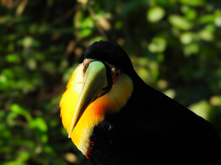 Very close up picture of a colorful Toucan in foz do Iguazu. Brazil
