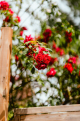 red flowers in a garden