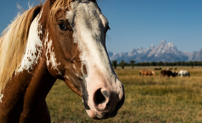 Obraz premium Horse in the tetons